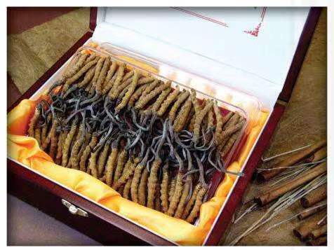 扶绥冬虫夏草回收